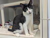 adoptable Cat in Salinas, CA named WILLOW