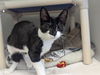 adoptable Cat in Salinas, CA named SUMMER