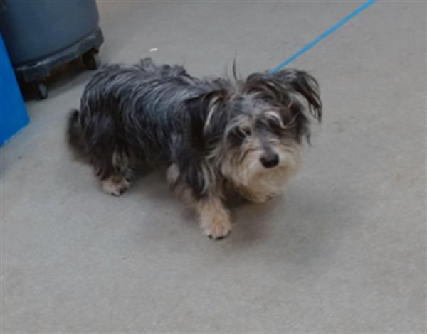 adoptable Dog in Salinas, CA named HENRY
