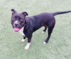 adoptable Dog in Salinas, CA named WILLOW