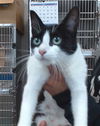 adoptable Cat in Salinas, CA named GIGI