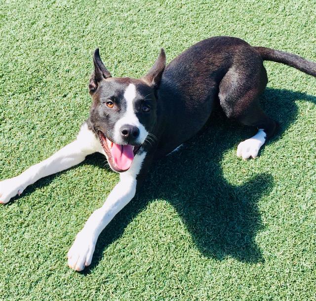 adoptable Dog in Salinas, CA named BUNNY