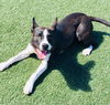 adoptable Dog in  named BUNNY
