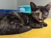 adoptable Cat in  named FLORA