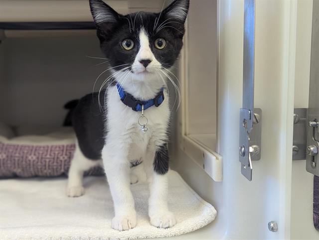 adoptable Cat in Salinas, CA named INDY