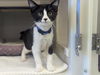 adoptable Cat in  named INDY