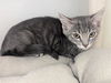 adoptable Cat in  named SHAYE
