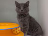 adoptable Cat in  named DOMINO