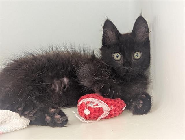 adoptable Cat in Salinas, CA named SLATE