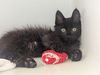 adoptable Cat in  named SLATE