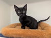 adoptable Cat in Salinas, CA named THOR