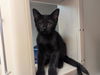 adoptable Cat in Salinas, CA named STORM