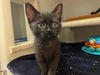 adoptable Cat in  named FLASH