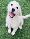 adoptable Dog in Salinas, CA named IVORY