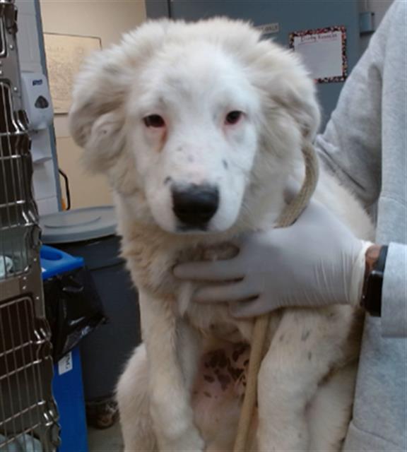 adoptable Dog in Salinas, CA named KLONDIKE
