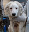 adoptable Dog in  named KLONDIKE