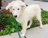adoptable Dog in Salinas, CA named KLONDIKE