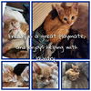 adoptable Cat in Salinas, CA named FREDDY