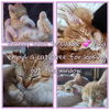 adoptable Cat in Salinas, CA named FRANNY