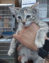 adoptable Cat in Salinas, CA named CRICKET