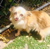adoptable Dog in Salinas, CA named PAULINA