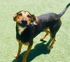 adoptable Dog in  named DUNE