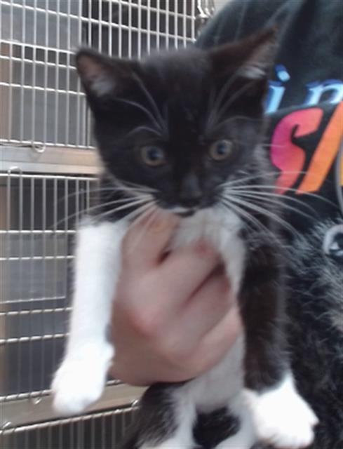 adoptable Cat in Salinas, CA named KIT
