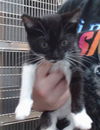 adoptable Cat in  named KIT
