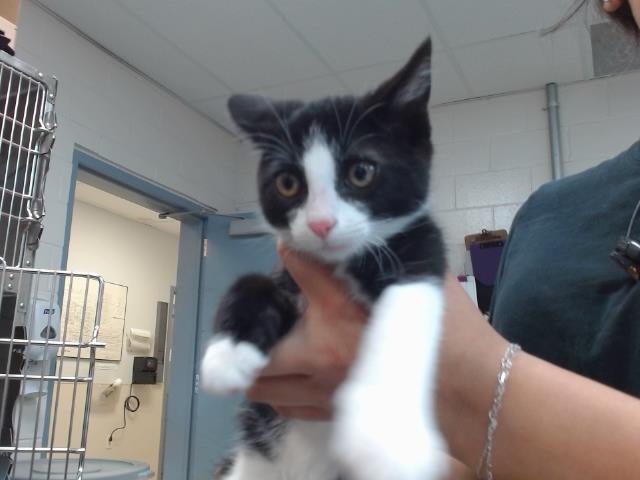 adoptable Cat in Salinas, CA named OREO