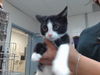 adoptable Cat in  named OREO