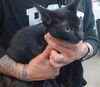 adoptable Cat in  named XERCES
