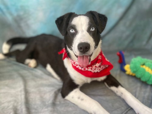 ELVIRA, an adoptable Husky in Salinas, CA