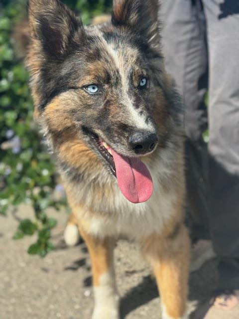 CODY Image