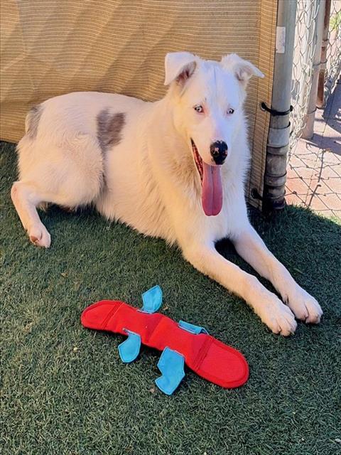 ECHO, an adoptable Australian Shepherd in Salinas, CA