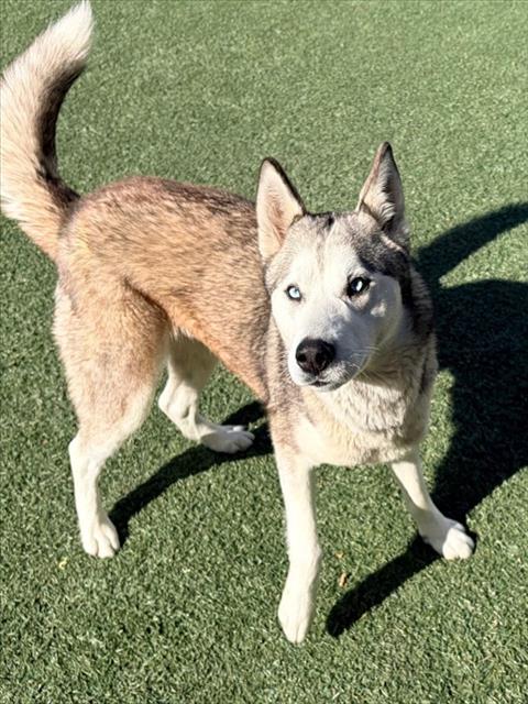Dakota
