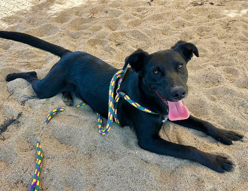 ROBIN, an adoptable Border Collie in Salinas, CA