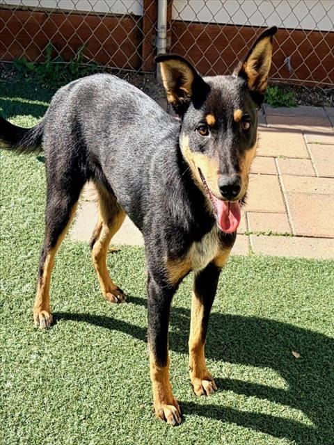 THUMPER, an adoptable Border Collie in Salinas, CA