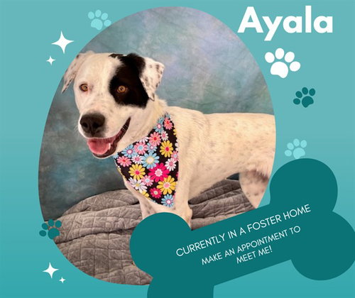 AYALA, an adoptable Pointer in Salinas, CA