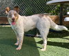 PHOEBE - Photo 1
