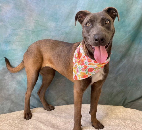 TRIXIE - Pit Bull Terrier available for adoption