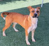 RUSTY - Photo 1