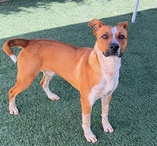 RUSTY - Australian Cattle Dog/Blue Heeler available for adoption