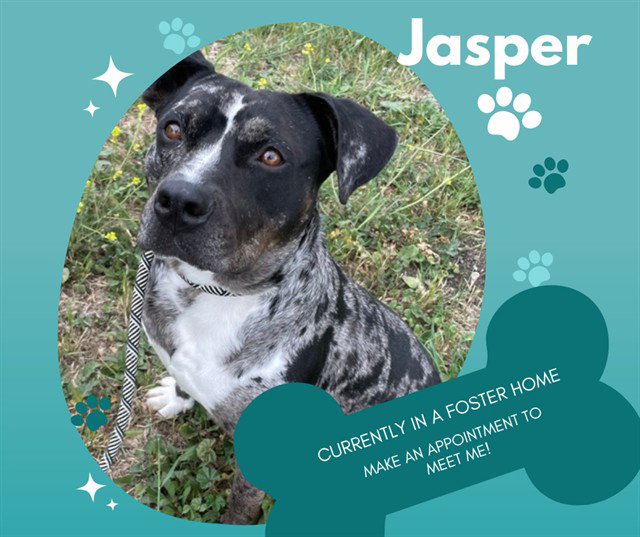 JASPER Image
