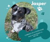JASPER - Photo 1