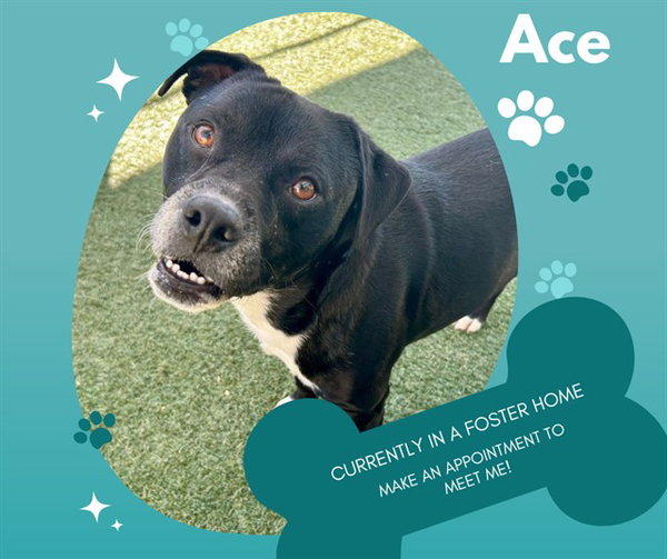 ACE