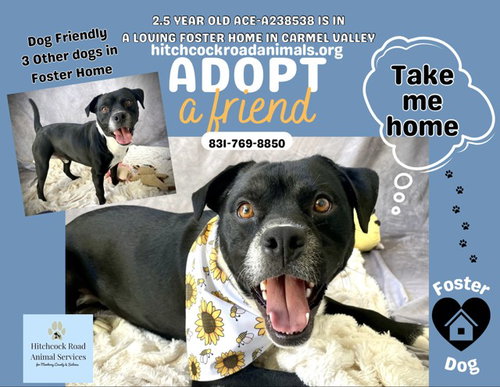 ACE, an adoptable Pit Bull Terrier in Salinas, CA