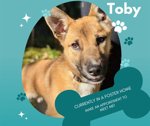 TOBY, an adoptable Australian Cattle Dog in Salinas, CA