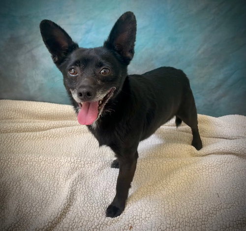 PIMPON, an adoptable Chihuahua in Salinas, CA