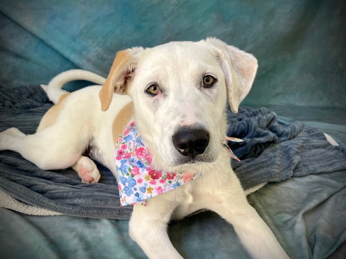 BLOSSOM, an adoptable Labrador Retriever in Salinas, CA