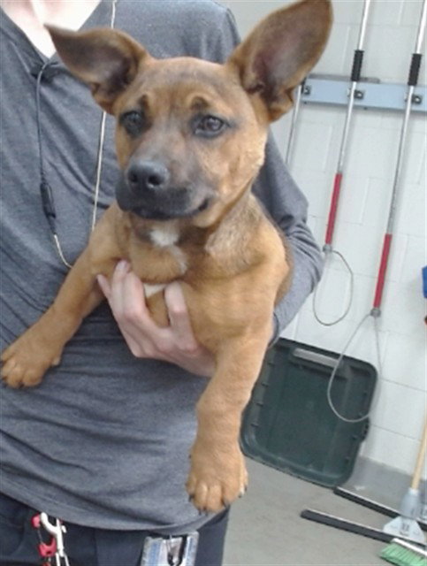 ROCCO, an adoptable Dachshund in Salinas, CA